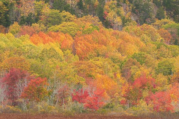 Jaynes Gallery 아티스트의 USA-Maine-Acadia National Park Forest landscape in autumn colors작품입니다.